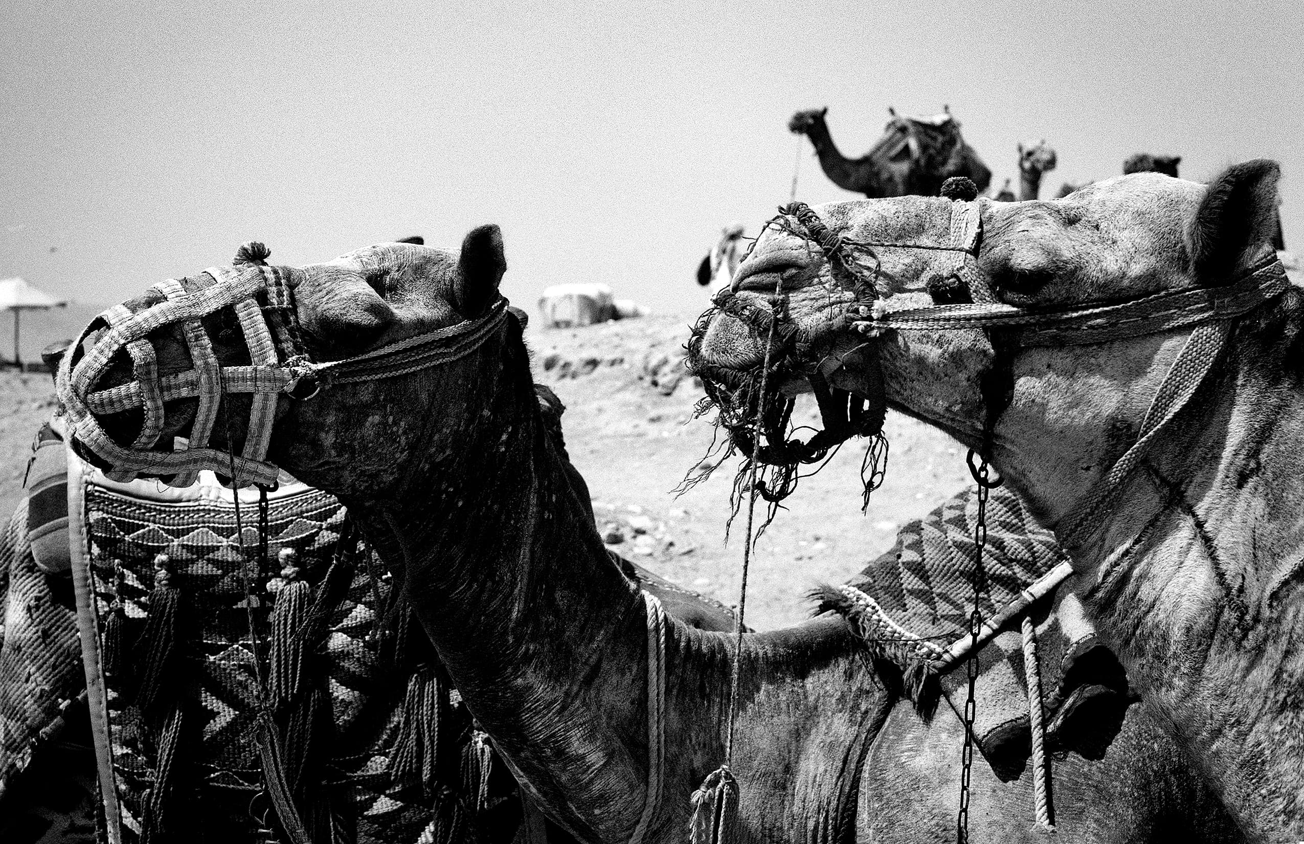 Egypt photograph 42 of 71