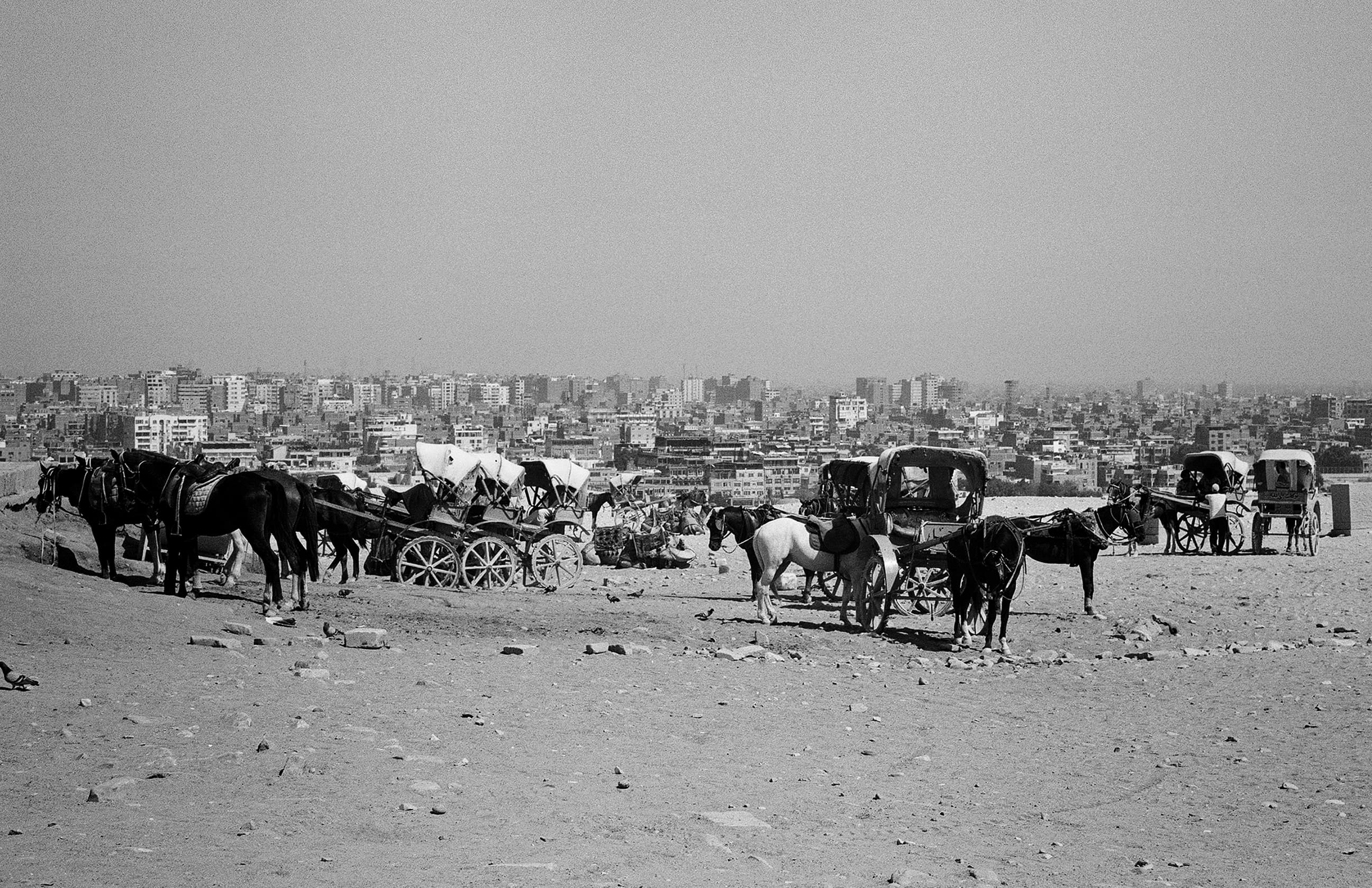 Cairo skyline beyond horse-drawn carts at Giza