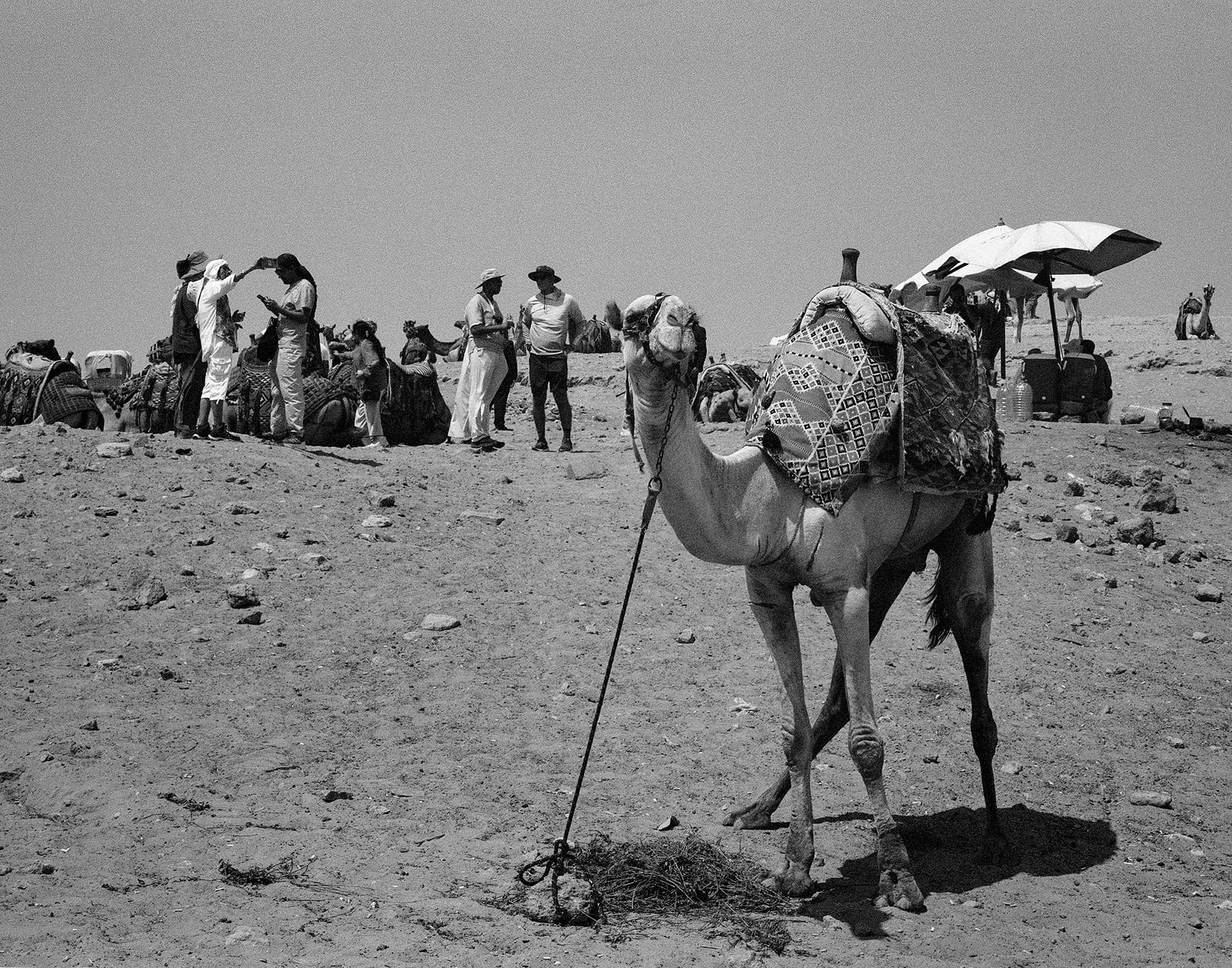 Camel and travelers beneath a desert umbrella at Giza
