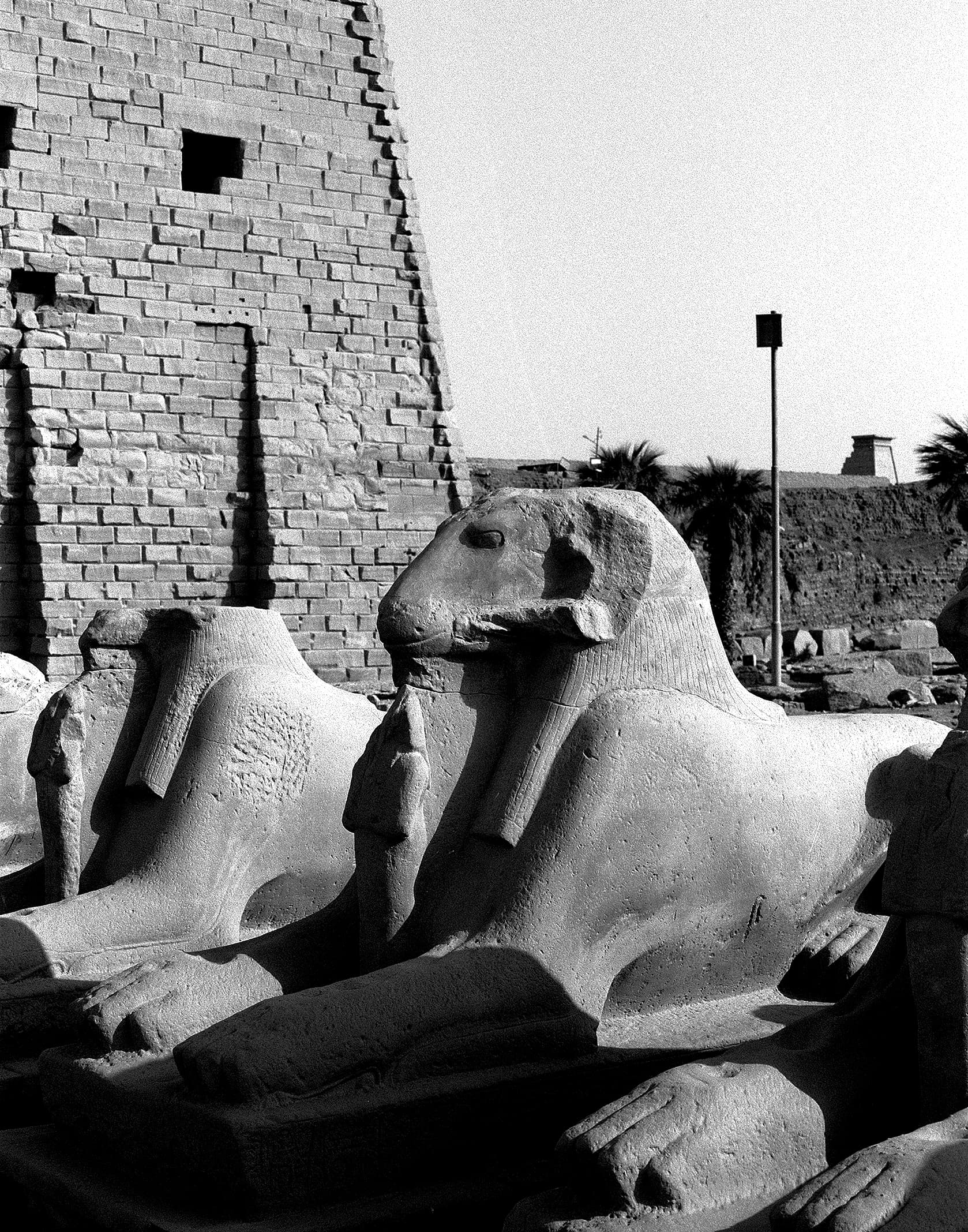 Seated ram statue among ancient temple ruins
