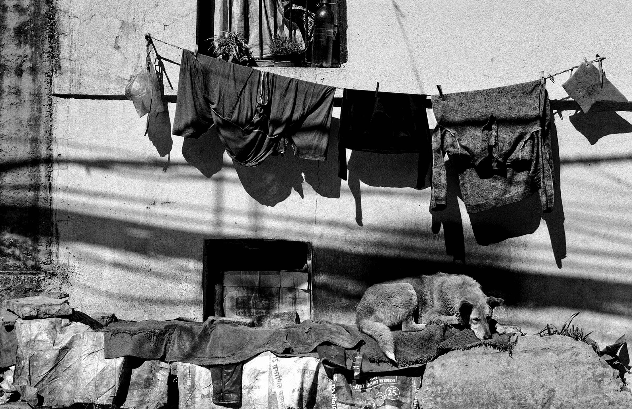 Laundry hanging above stored textiles and a resting street dog