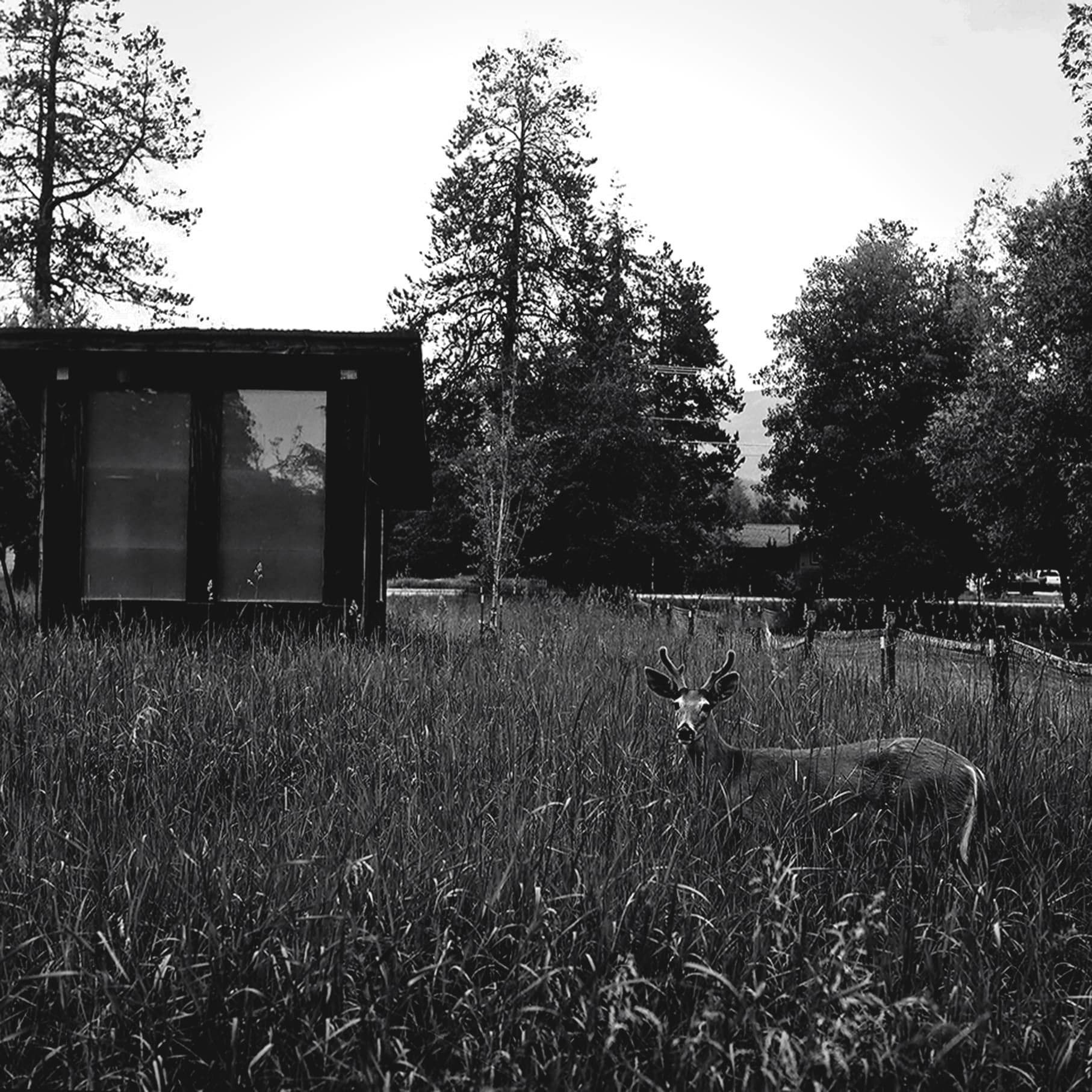 Young buck deer standing alert in tall grass meadow with rustic cabin and evergreen trees in background