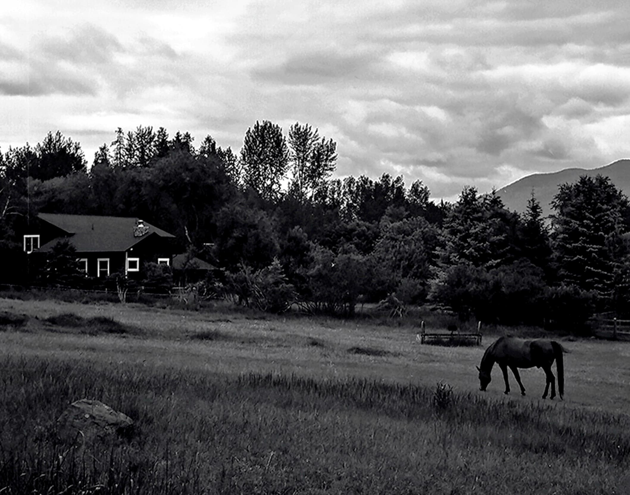 Horse grazing in pasture with ranch house and evergreen forest under moody clouded sky